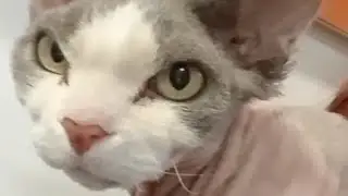 Devon Rex Grey White Cat