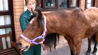 Horse Cough