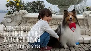 Awaji Island Sheltie Meeting - November 2024