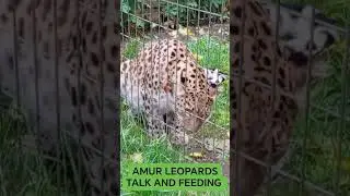 Сады дикой природы Тригби-Холл. Разговор с дальневосточным леопардом и его кормление. #тригбихолл...