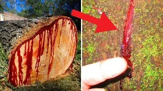 5 Scariest & Most Mysterious Trees in the World...