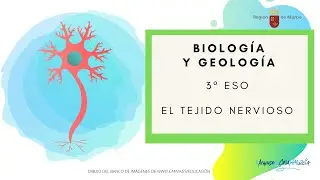 TEJIDO NERVIOSO