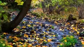 Nature Sound - Gentle Stream Sound and Bird Chirping (1 hour)