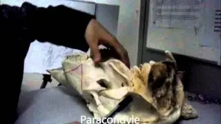 VetLearningCurve : BOVINE SKULL ANATOMY