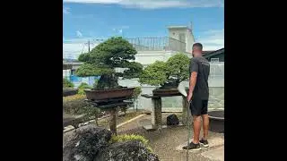 Regando Bonsais   Workshop Jap&atilde;o 1080x1080px #bonsai #bonsaibrasil #jardinagem