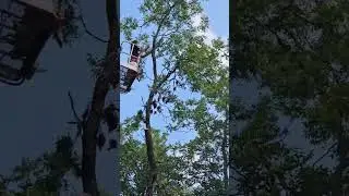 Pecan tree removal #coniferoustree #johndeere #anotherbrickinthewall #evergreentree #stihl