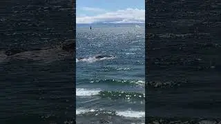A Windy Ogden Point!🏖️🌊 #shorts #ogdenpoint   #surfing #vancouverisland