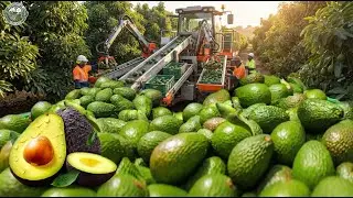 INSIDE an Avocado Oil Factory 🥑 &mdash; How Fresh Avocados Become Pure Oil (Full Process)