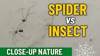 Spider vs. Insect Close Up Nature Moment!