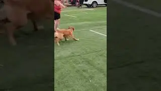beginners Hoopers practice