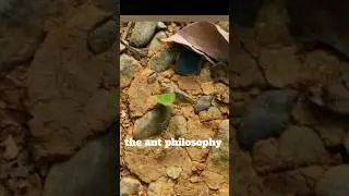 Jim Rohn - Ant Philosophy #jimrohn #antphilosophy #ant #motivation