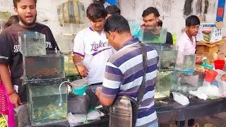 Fish Market | Galiff Street Fish Market Kolkata | Cheap Price | Recent Aquarium Fish Price Update 