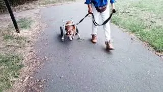 Jean lewis dog wheelchair in action