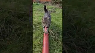 Clee 🥰 #shorts #youtubeshorts #cat #funny #challenge #subscribe #youtube #cute #fyp #meme #animals