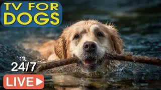 🔴[EN DIRECT] Musique pour chiens 🐶 Musique pour dormir avec son chien 💖 Soulagement de l'anxi&eacute;t&eacute; 🎵