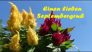 Einen lieben Septembergru&szlig; f&uuml;r dich  🌻🌞🎵
