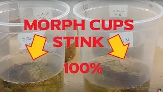 Dart Frog  Tadpole Release to Aquarium