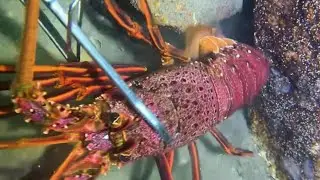 I catching crab 🦀 eel 🪱 shrimp 🍤 squid 🐙 fish 🐟 lobster 🦞/ Seafood 2026