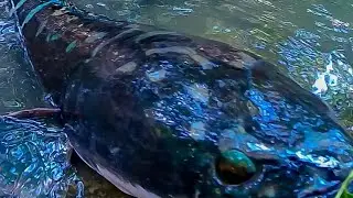 Penampakan Monster Toman Sampai Gopro 8 Jadi Tumbal