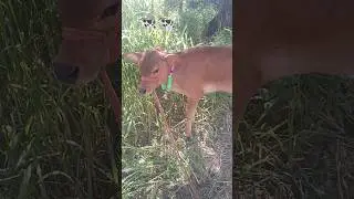 #cowsoundeffects #beautifulpet#cute#likeandsubscribe 🐄🐄💢💯