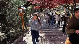Day-4 mount fuji tour with a group | japan | tokyo | mount Fuji | group tour | honeymoon trip