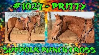 For sale: #1027 - Pritty: Suffolk Punch Cross Mare! Check out the description for details!!