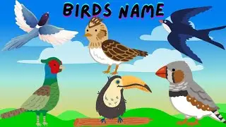 Birds Name For Kids | Preschool & Kindergarten Learning Video
