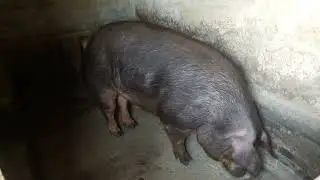 Хряк ДЮРОК в чистоте 18+(присутствует МАТ)