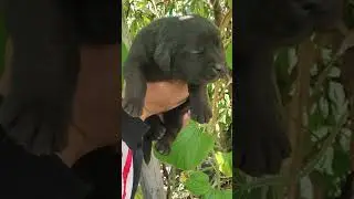 Top qualaty black labrador puppy#blacklabradorpuppies #labrador #labradorlovers #labdog #foryou