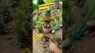 #como plantar abacaxi um jeito simples #abacaxi  #shorts