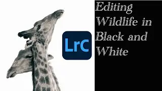 TURNING GIRAFFES INTO ART -B&W WILDLIFE EDITING IN LIGHTROOM CLASSIC