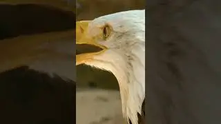 Bald Eagle Real Sound #eagle #baldeagles #birds #eaglesound