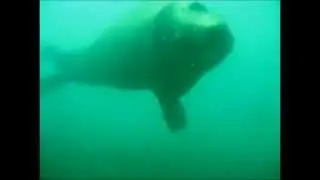 Diving With Sea Lions in Puerto Penasco Mexico