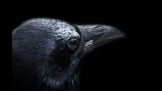 The Raven by Edgar Allan Poe (Public Domain Audio Book Turned into Video)