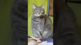 Funny Cat Joke I Hilarious Video | Cat Cuteness Overload! Cats observe Humans Skit