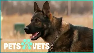7 Years Of Service: The Journey Of A K9 Hero