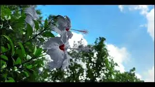 Flowers That Heal the Soul 🌺 | Calm & Peaceful#Flowers#Nature#Relaxing#Peaceful#NatureVideo