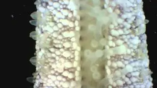 Gomophia watsoni tube feet