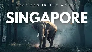 Singapore Zoo 2023 | River Wonder Singapore | The Ultimate Singapore Nature Escape