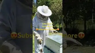 Not Swarming&hellip; But I STILL Move Slowly for This Reason 😬🐝 | Beekeeping