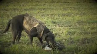Barred Up Outfitters Commercial 2016