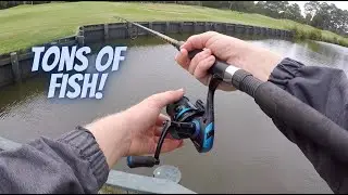 Fishing for Saltwater Fish in a Golf Course Pond!
