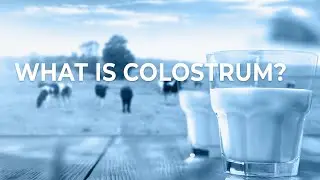 What is Colostrum