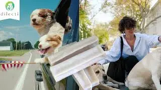 The Journey of Dog Cheese From the Himalayas to the Pet Bowl
