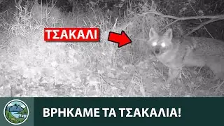 Βρήκαμε τα τσακάλια - Canis aureus