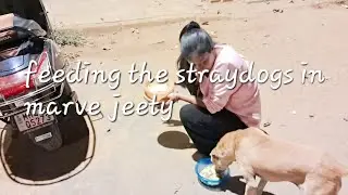 feedingdogs#trendinganimals#straydogs#viral