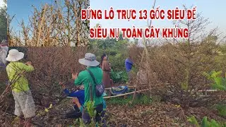 Bứng lô 13 gốc trực giảo Thủ Đức toàn cây vip siêu nụ 0907813169