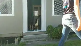 Does your dog have door manners?