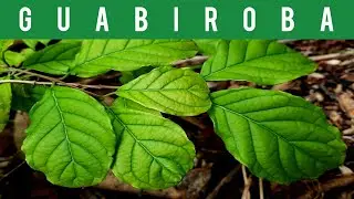 🔴GUABIROBA, GUABIR&Aacute;, GUAVIRA-FRUTALES (GABIROBA) (CAMPOMANESIA XANTHOCARPA) (FRUIT TREES)🌳🍑 (2024)