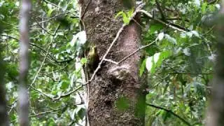 Checker-Throated Woodpecker (Picus mentalis).mov